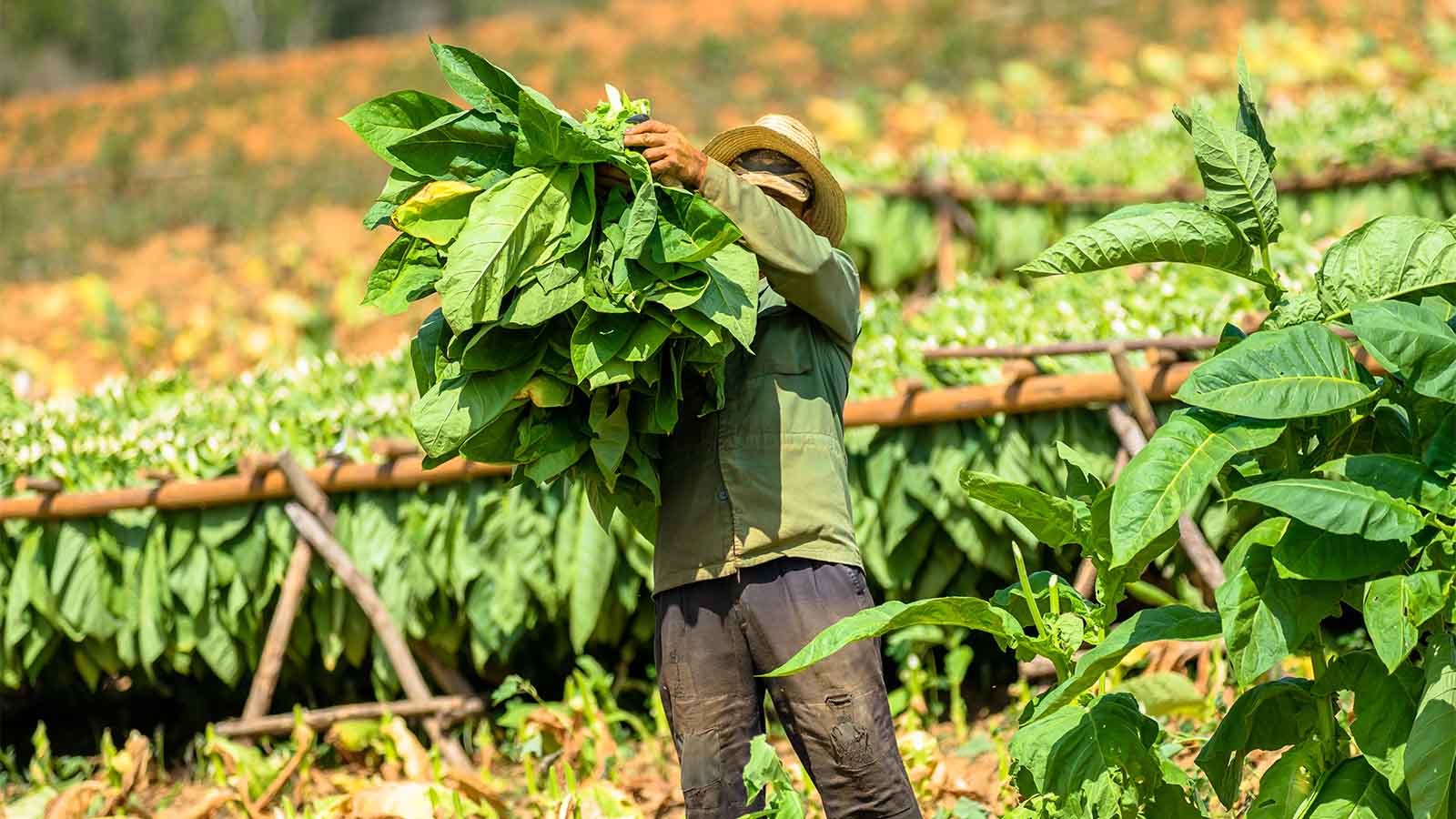 חקלאי בשדה טבק (צילום: Shutterstock)