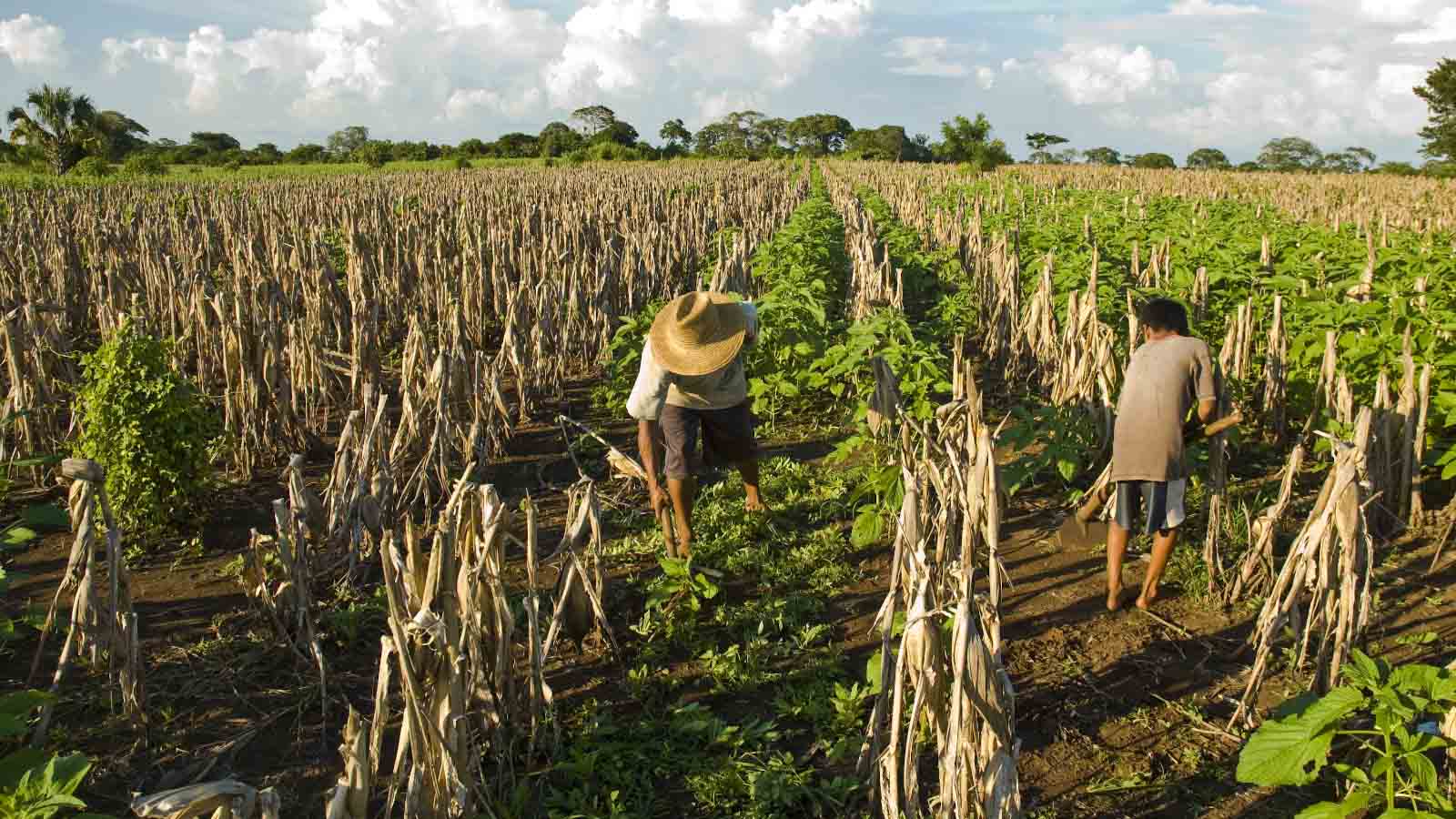 חקלאים בשדה תירס בגואטמלה (צילום: Shutterstock)
