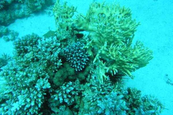 ממצאים מדאיגים: צמצום של עד 22% מהיקף שוניות האלמוגים באילת